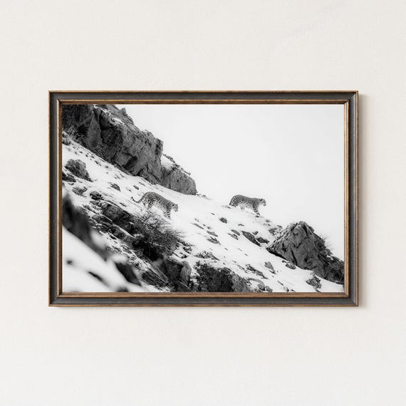 Snow Leopards On Mountain Ridge Black White Wildlife Print