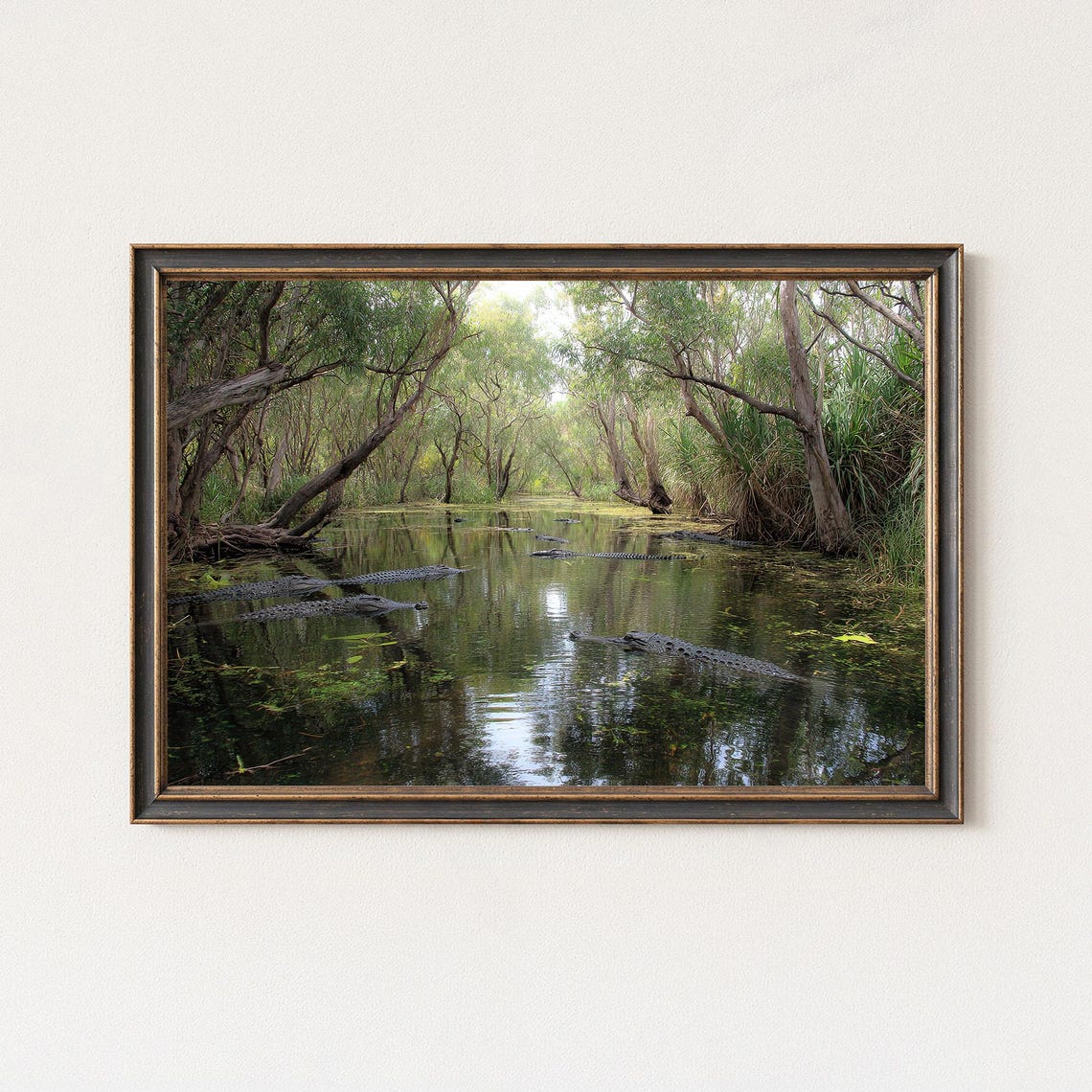 Australian Crocodiles Wetland Creek Wildlife Photography Poster