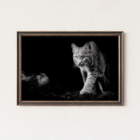 Black And White Wildlife Lynx Photography Wall Art Print