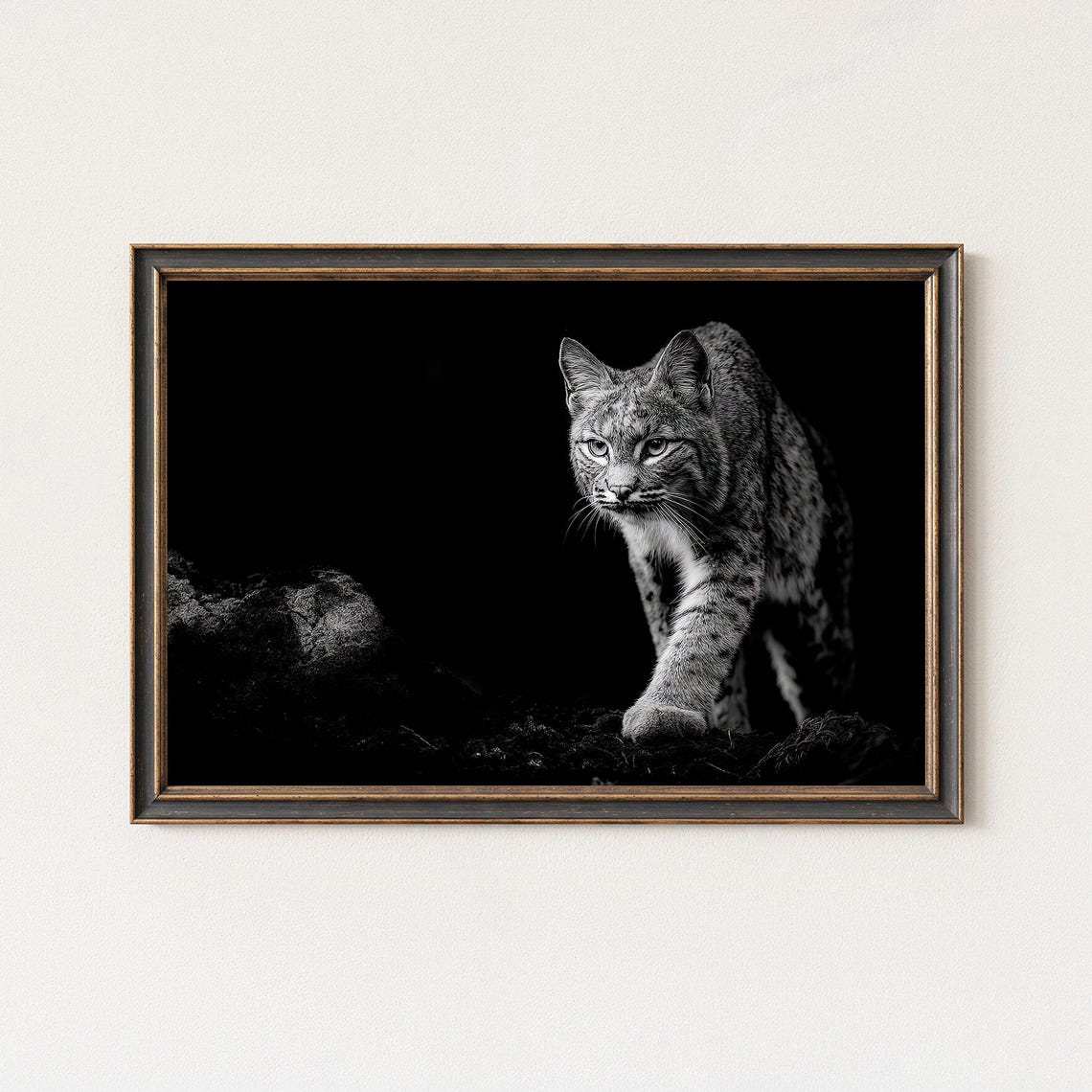 Dramatic Wildcat Lynx Prowling Night Black White Photo Poster