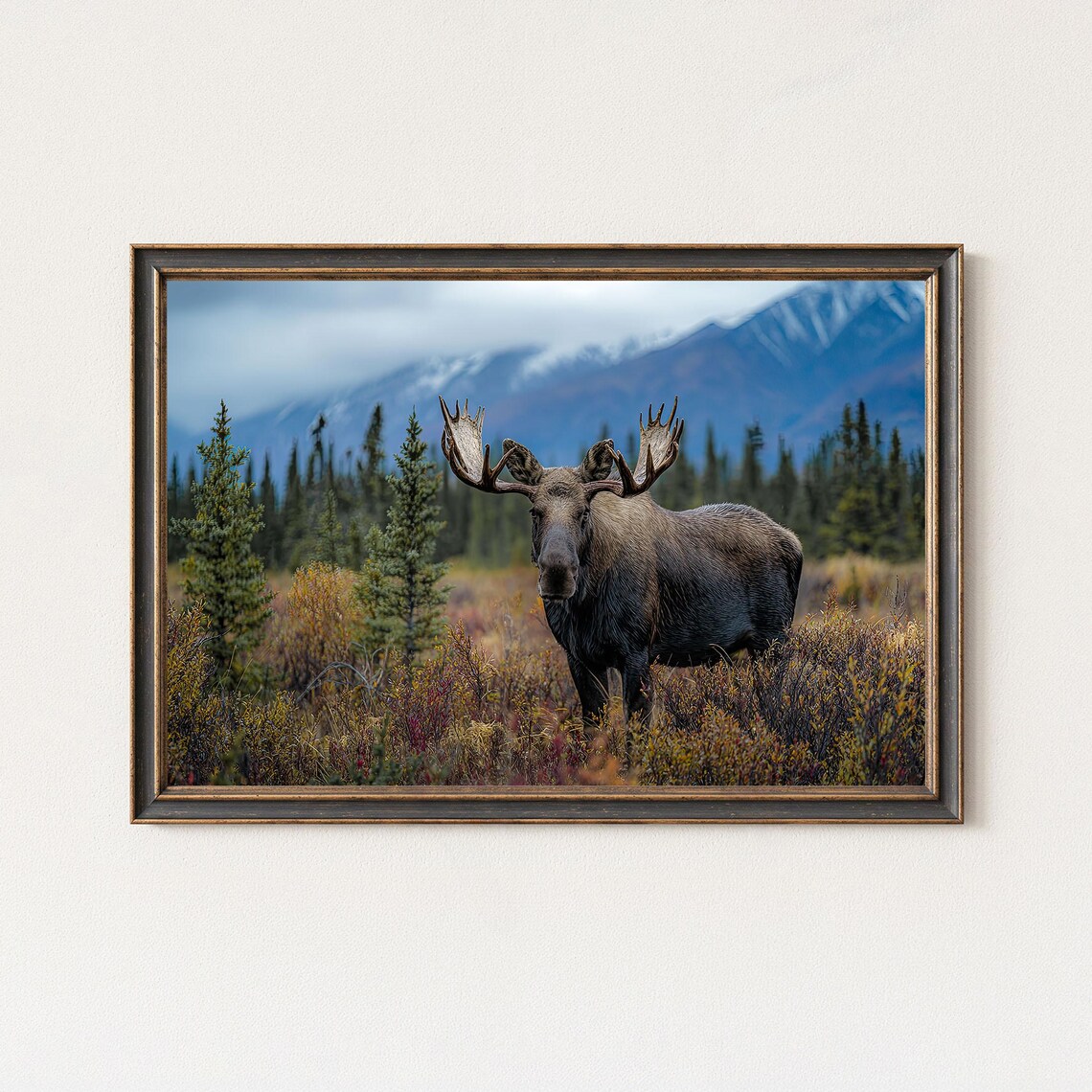 Bull Moose Autumn Meadow Mountain Backdrop Wildlife Photo Poster