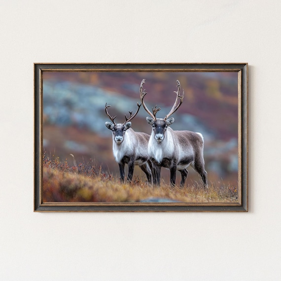 Reindeer Pair Wildlife Photography Nordic Autumn Tundra Poster