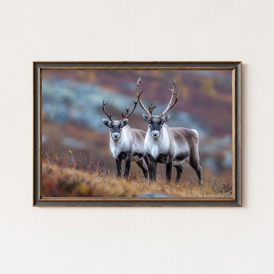 Reindeer Pair Wildlife Photography Nordic Autumn Tundra Poster