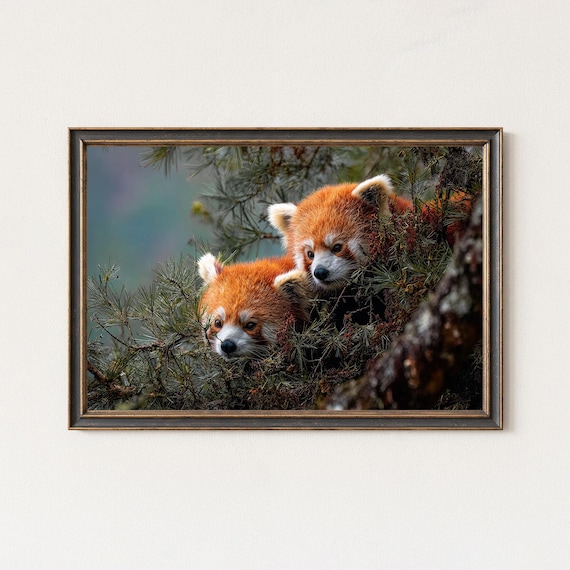 Red Panda Photography Print Wildlife Forest Wall Art