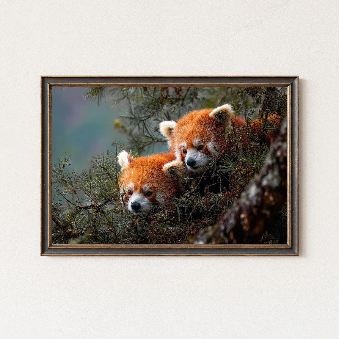 Red Panda Pair Pine Forest Close Up Wildlife Photography Poster