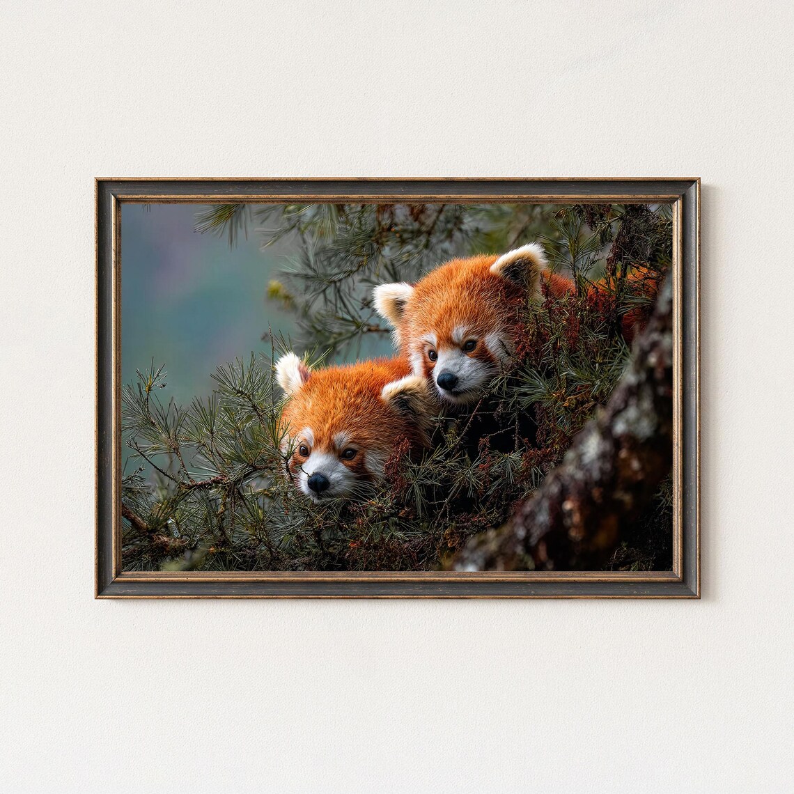 Red Panda Photography Print Wildlife Forest Wall Art
