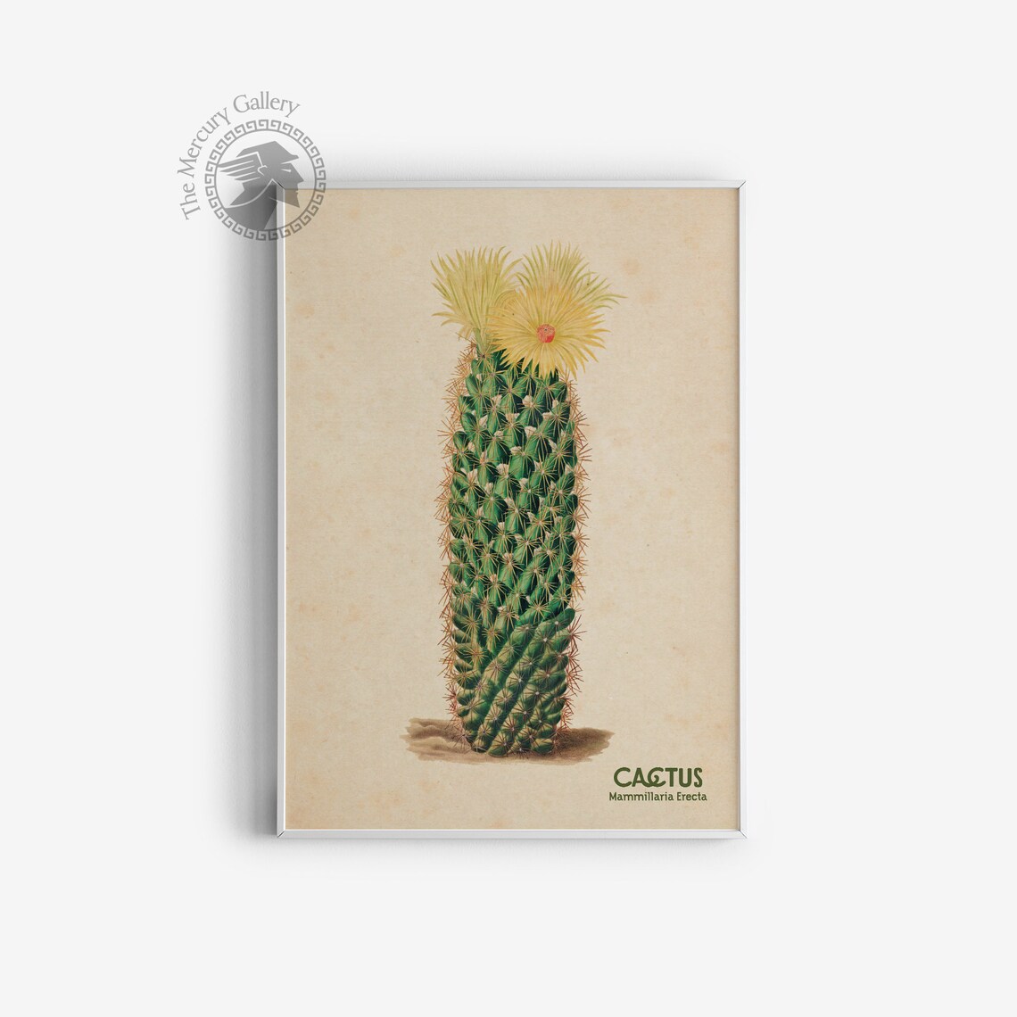 Vintage Cactus Print, Arizona Botanical Art - Image 3