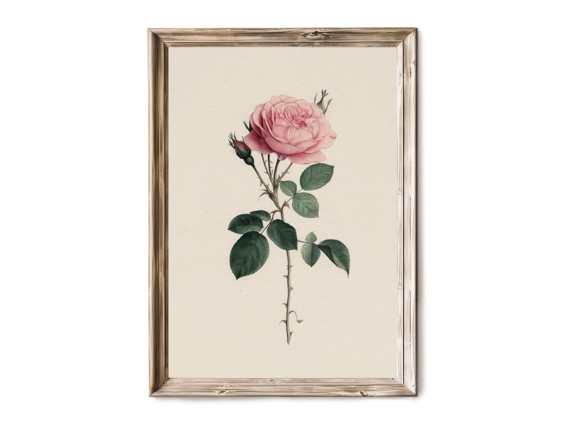 Botanical Rose Wall Art Vintage Flower Illustration Soft Pink Garden Bloom Rustic Floral Artwork 29