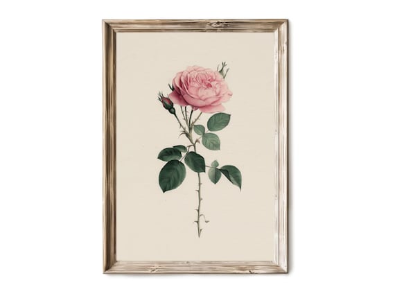 Blush Pink Rose Botanical Illustration Romantic Vintage Floral Print