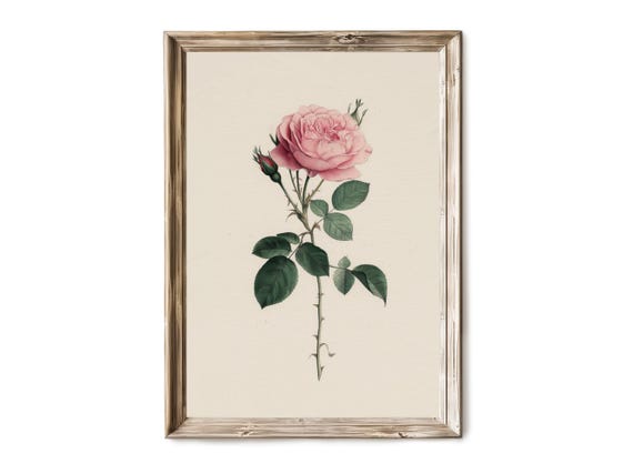 Botanical Rose Wall Art Vintage Flower Illustration Soft Pink Garden Bloom Rustic Floral Artwork 29