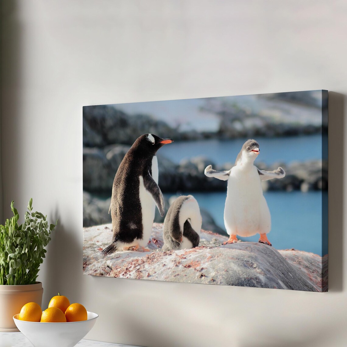 Gentoo Penguins on Rocky Shore Wildlife Photography Nature Poster