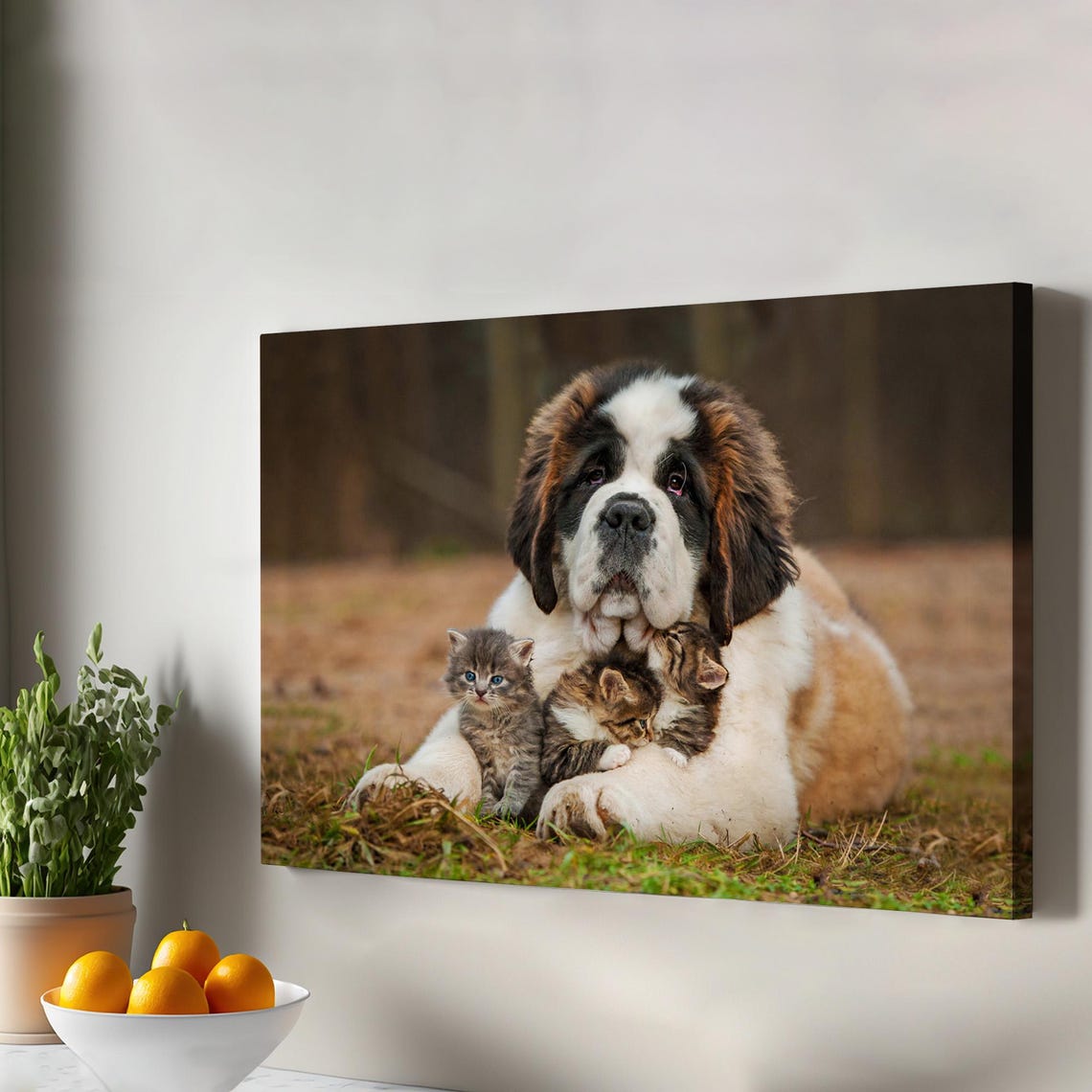 Saint Bernard Dog Cuddling Three Kittens Cute Animal Photo Poster