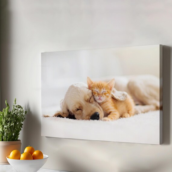 Golden Retriever Sleeping with Kitten Cozy Friends Photography Wall Art