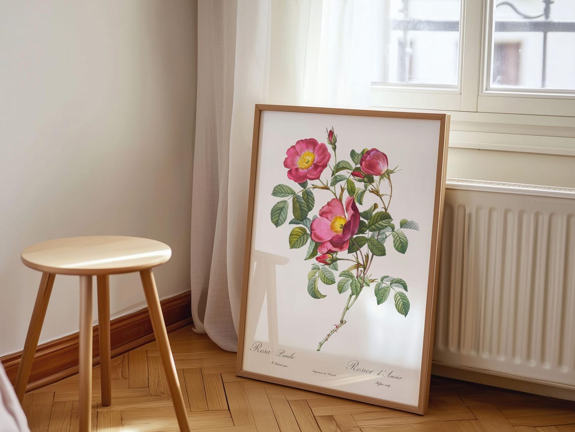 Pink Roses Rosa Pumila Vintage Botanical Illustration Wall Art