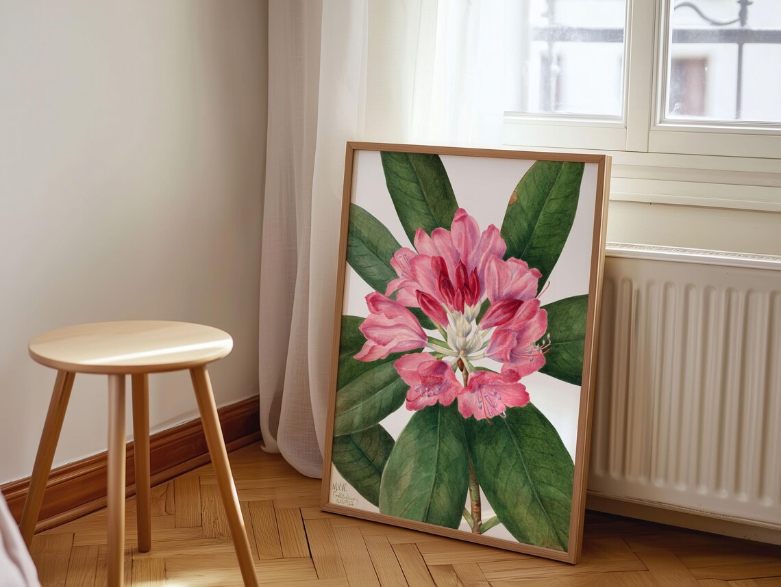Mary Vaux Walcott Art Print Vintage Botanical Flower Painting