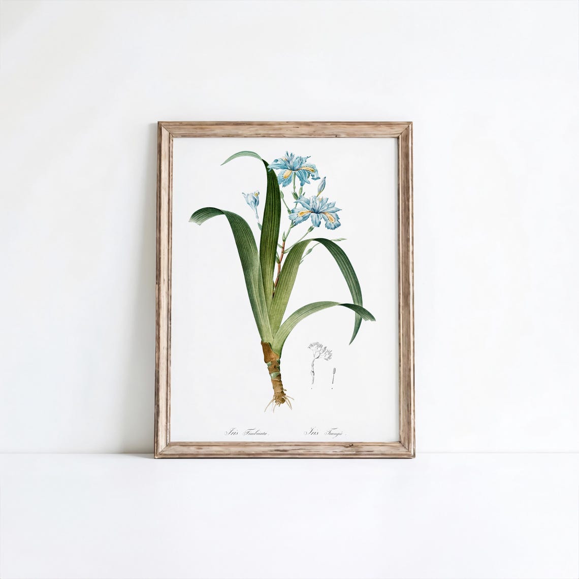 Redoute Blue Iris Fimbriata Vintage Floral Botanical Art Poster