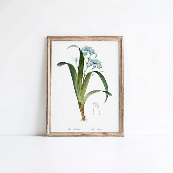 Redoute Blue Iris Fimbriata Vintage Floral Botanical Art Poster