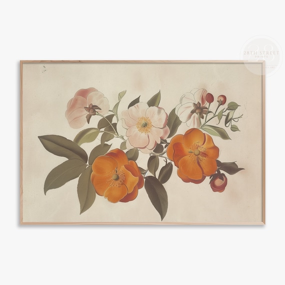 Vintage Orange Blossom Botanical Illustration Cream Floral Wall Art