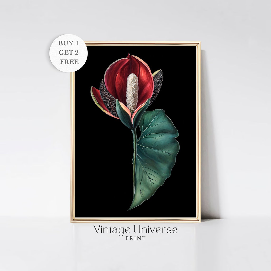 Red Anthurium Bloom Black Background Botanical Illustration Poster