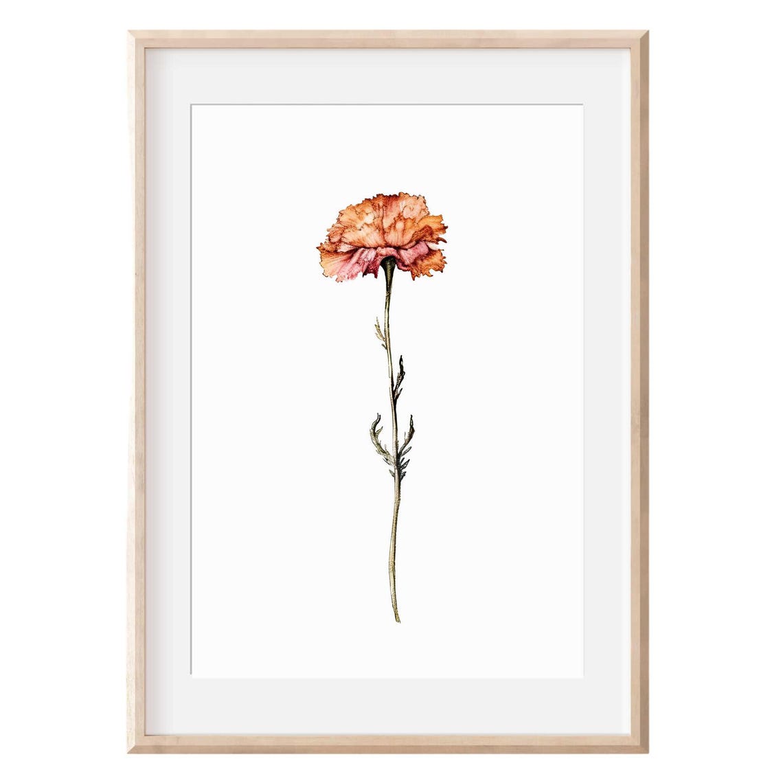 January Birth Month Carnation Watercolor Single Stem Flower Poster