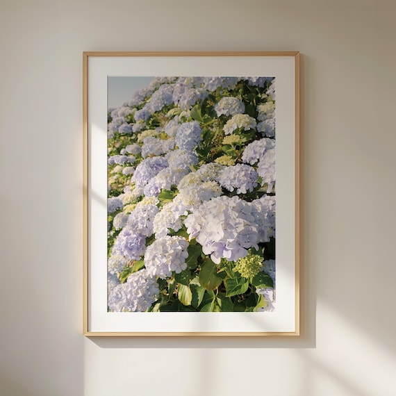 Lilac Hydrangea Blooms Garden Floral Photo Sunlit Vertical Poster