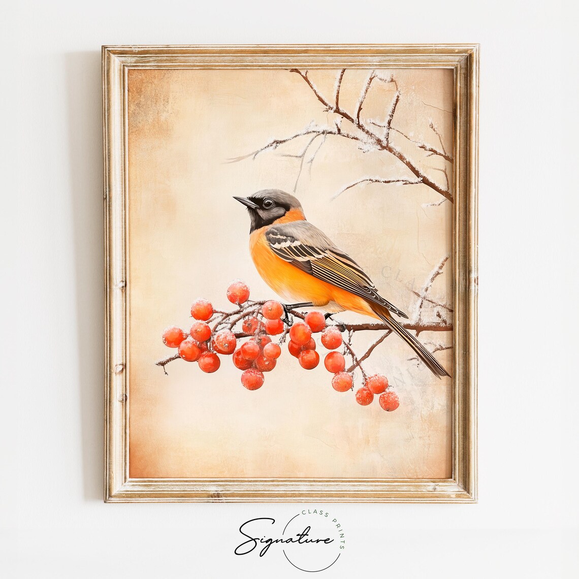 Orange Breasted Songbird on Frosted Red Berry Branch Winter Poster