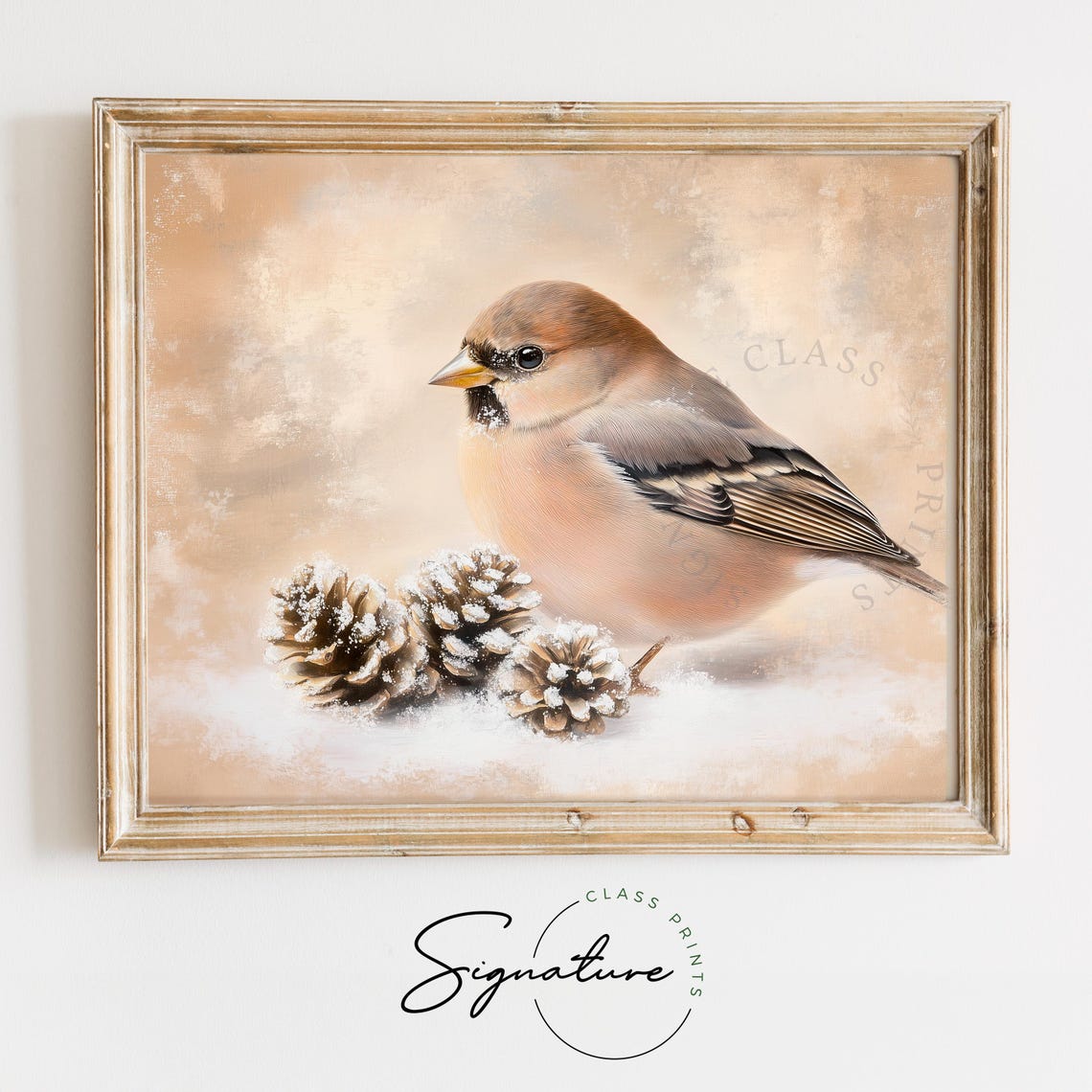 Chaffinch With Snowy Pinecones Winter Bird Art Vintage Print