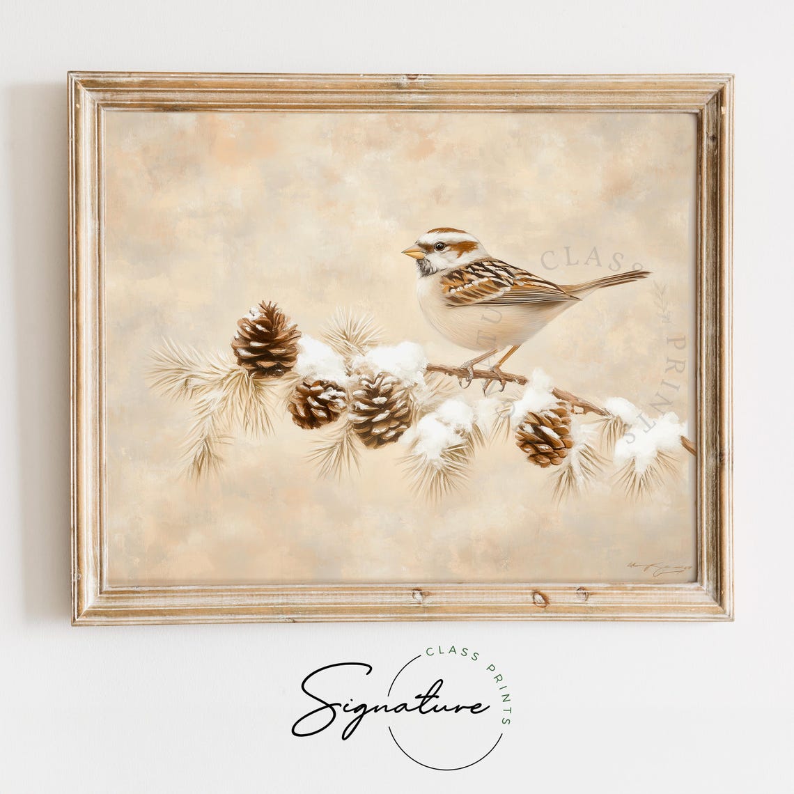 White Crowned Sparrow Perched On Snowy Pine Branch Winter Print
