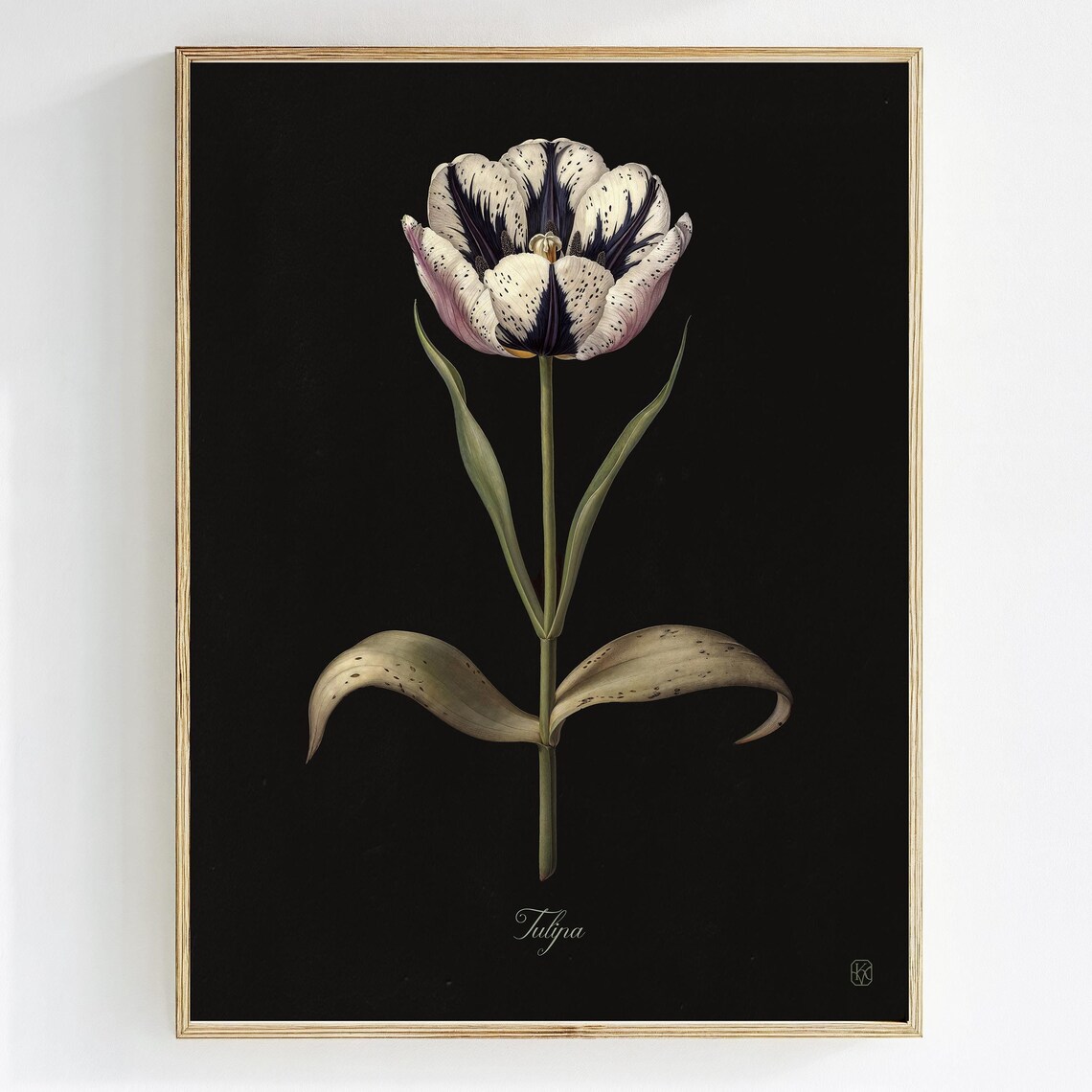 White Tulip On Black Vintage Botanical Illustration Flower Poster