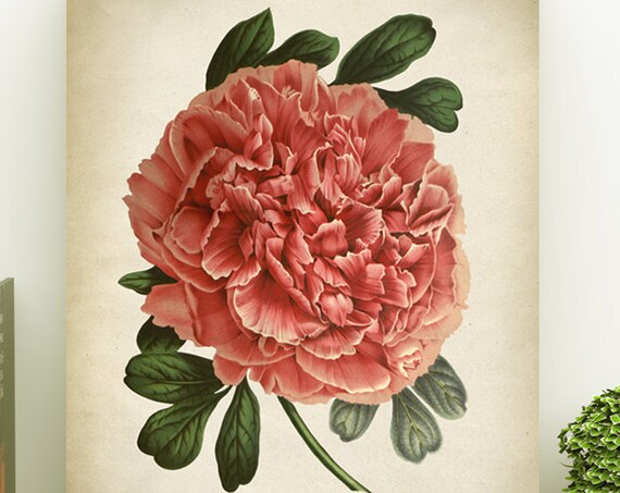 Pink Peony Botanical Print, Vintage Flower Poster