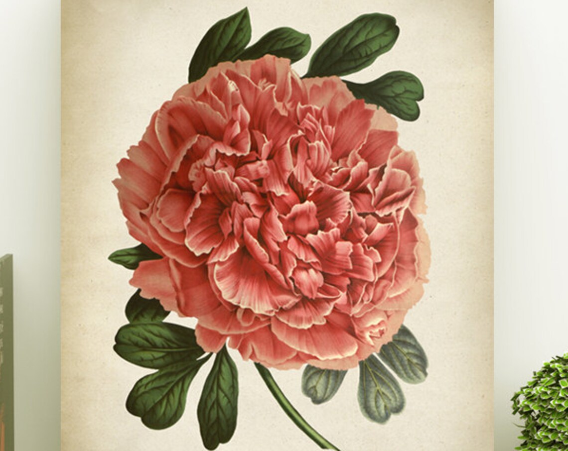 Pink Peony Botanical Print, Vintage Flower Poster