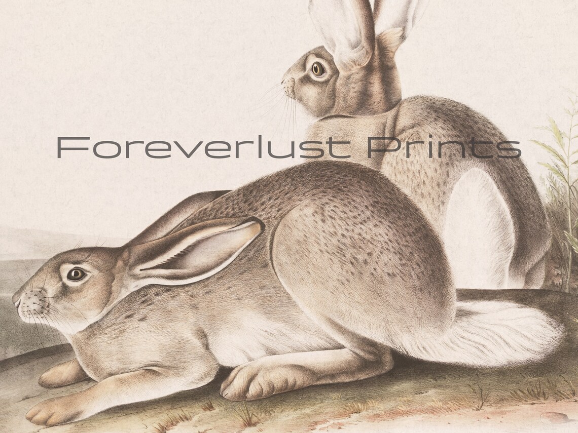 Vintage Jackrabbit Hares Natural History Antique Animal Illustration Art Print - Image 2