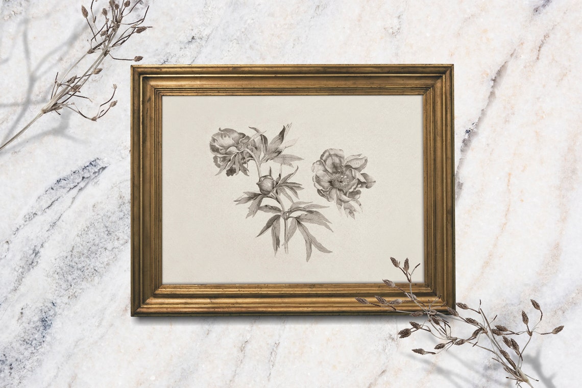 Peony Botanical Ink Sketch Vintage Floral Study Neutral Wall Art Print