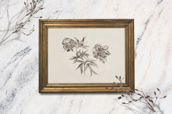 Peony Botanical Ink Sketch Vintage Floral Study Neutral Wall Art Print