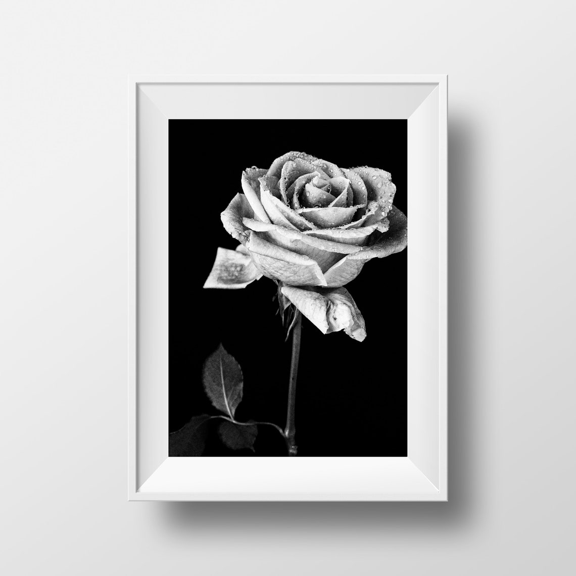 Black And White Rose Photo, Floral Photography