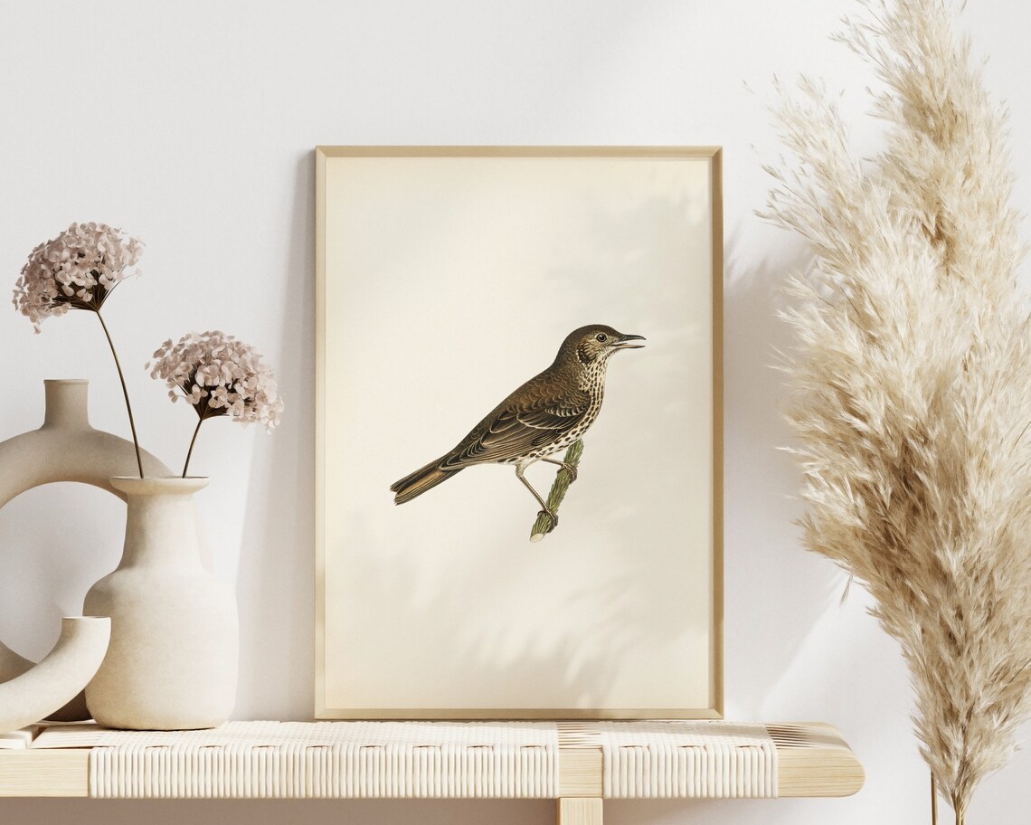 Antique Thrush Songbird Vintage Natural History Artwork Poster