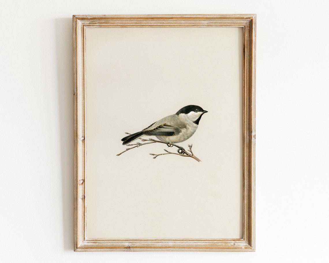 Chickadee Bird Vintage Naturalist Illustration Farmhouse Poster