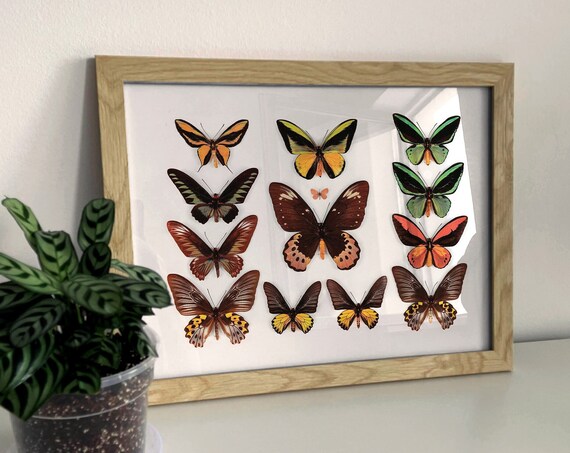 Colorful Butterfly Collection Naturalist Species Chart Art Poster