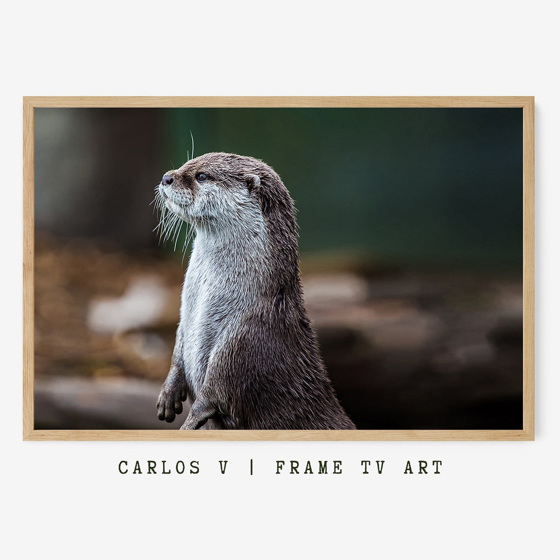 Otter Standing Wildlife Photography Portrait Frame TV Art Poster
