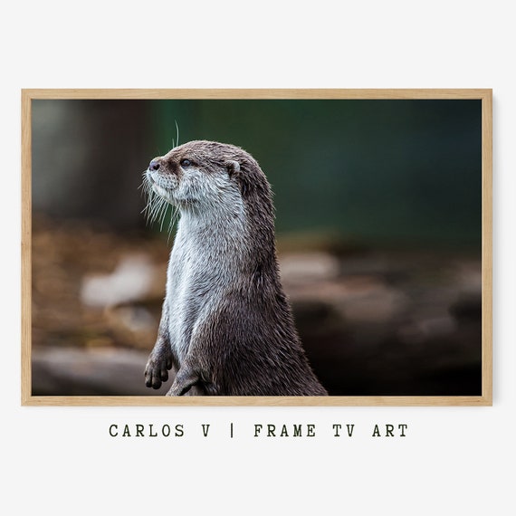 Cute Animals Frame Tv Art Wildlife Masterpiece Set Art For Frame Tv High Resolution Instant