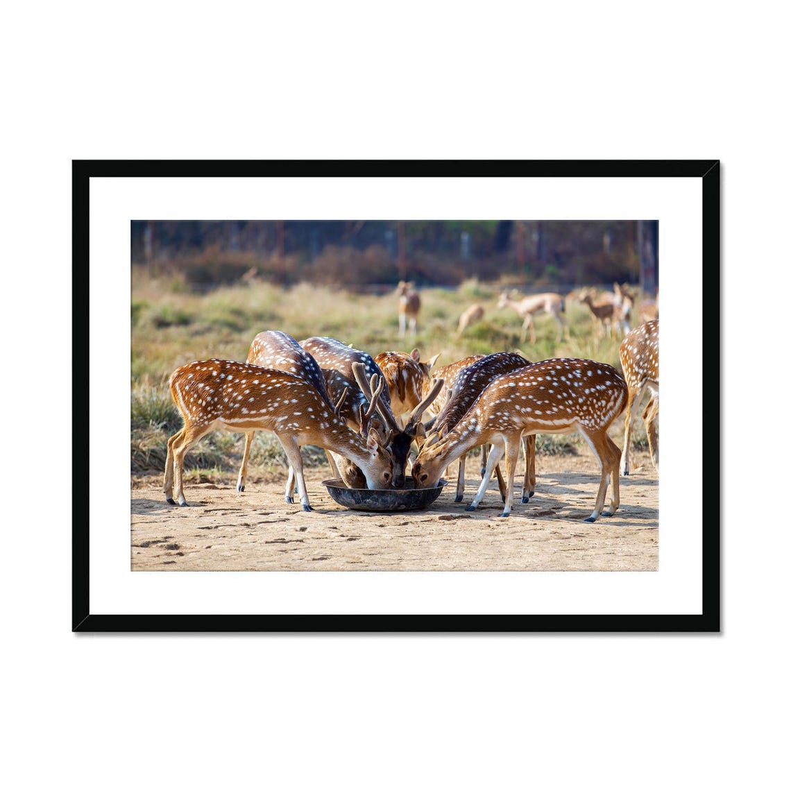 Spotted Deer Herd Drinking Trough Wildlife Photography Poster