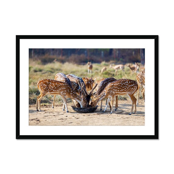 Real Photo Spotted Deer Photography Print Wildlife Nature Wall Art