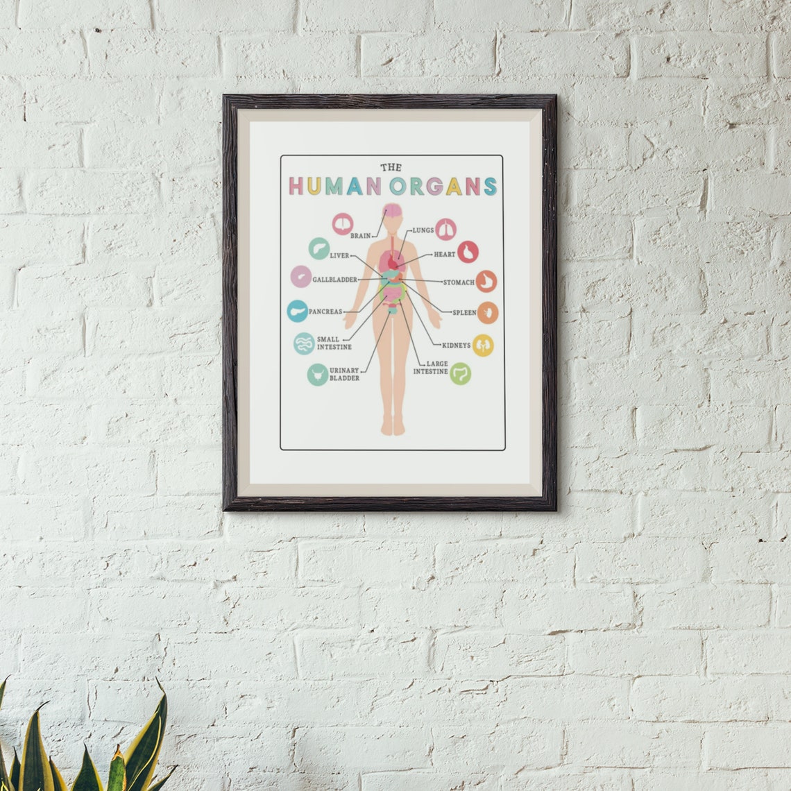 Human Organs Anatomy Chart Educational Science Classroom Poster - Image 6