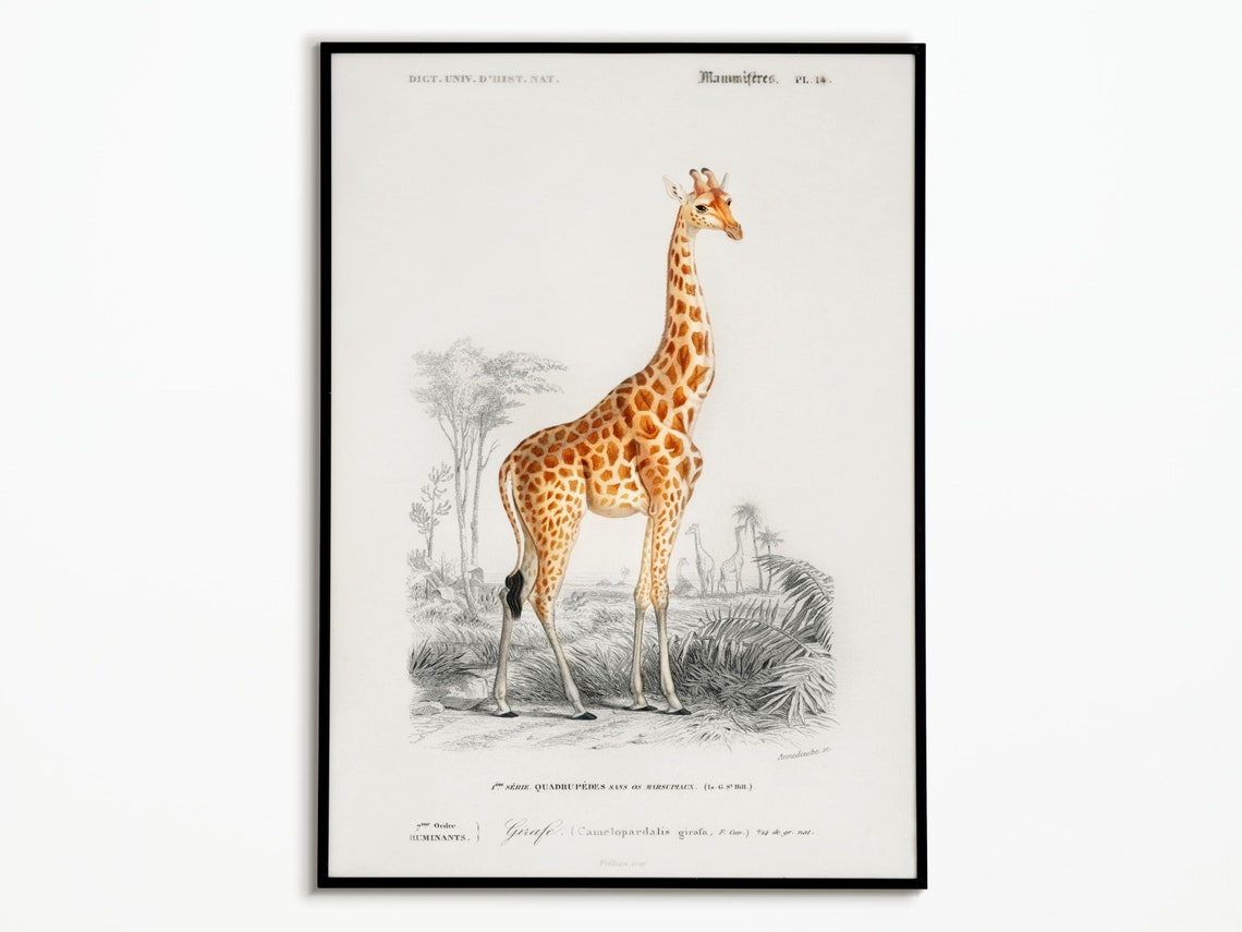 Giraffe Natural History Engraving French Mammiferes Plate Poster