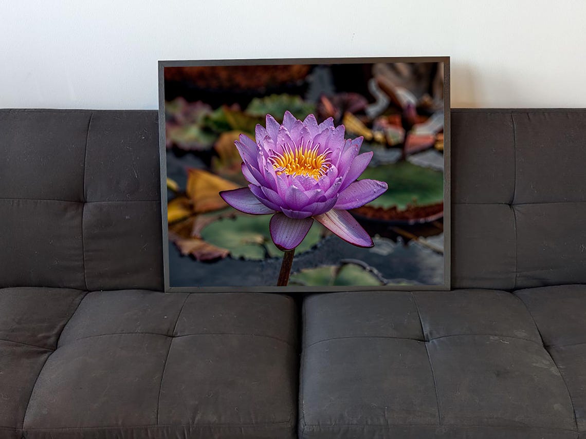 Purple Water Lily Flower Botanical Photography Small Format Art Poster - Image 4