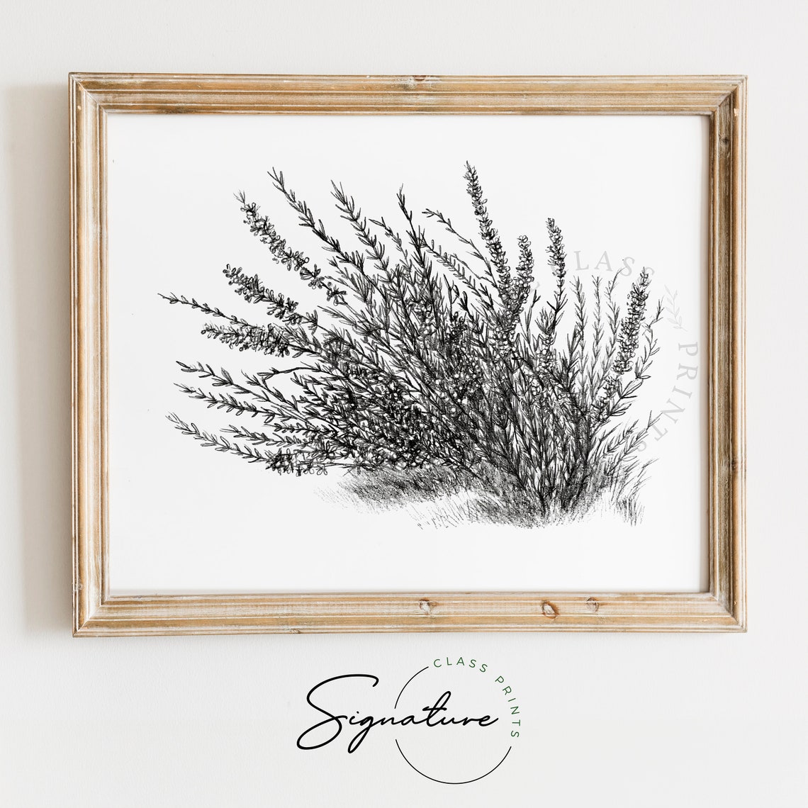 Lavender Botanical Ink Sketch Black and White Herbal Drawing Poster