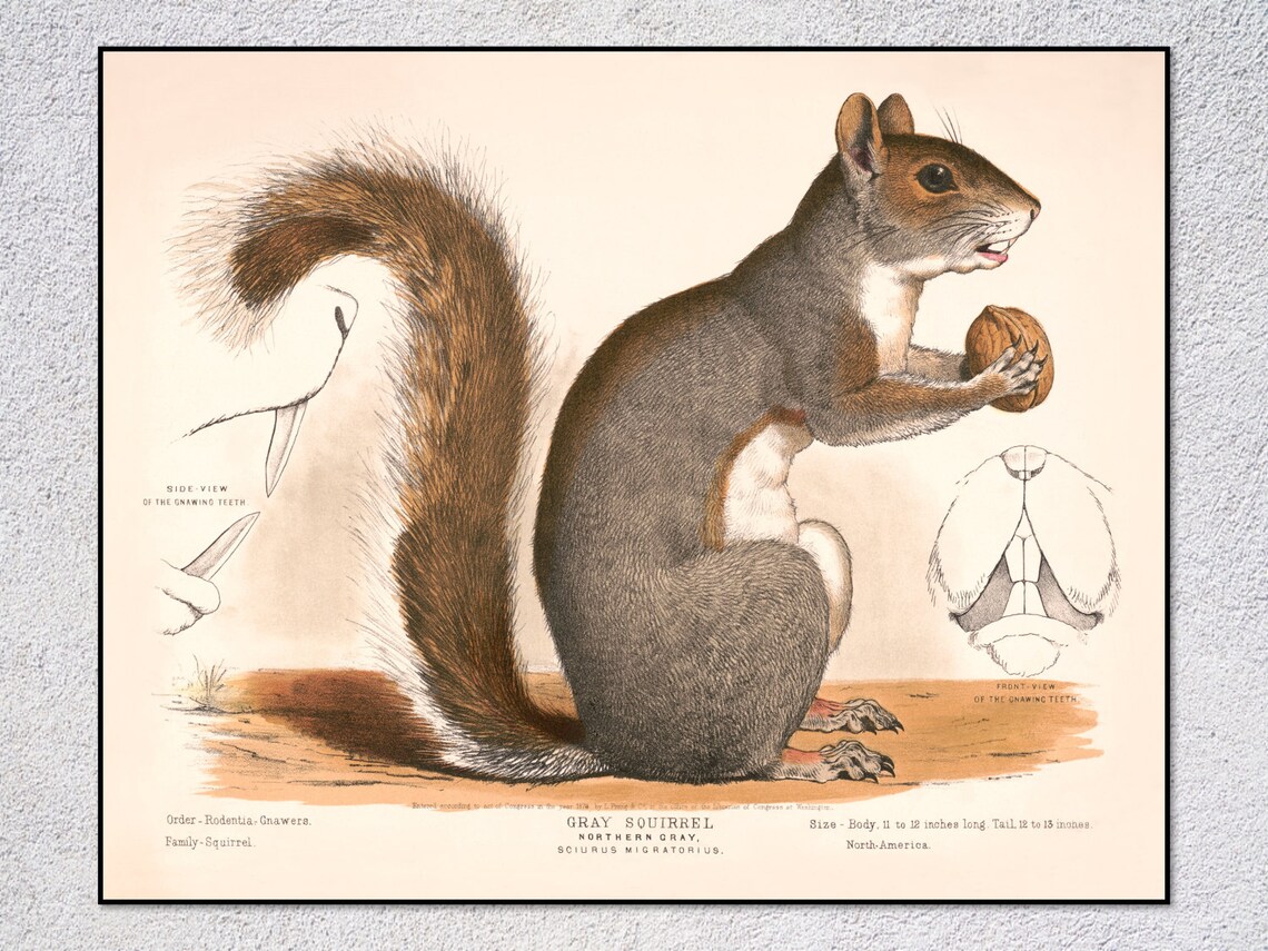 Gray Squirrel Northern Gray Vintage Natural History Wildlife Art Print