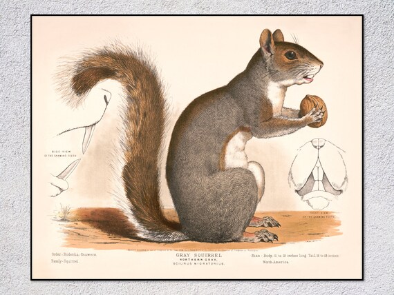 Gray Squirrel Northern Gray Vintage Natural History Wildlife Art Print