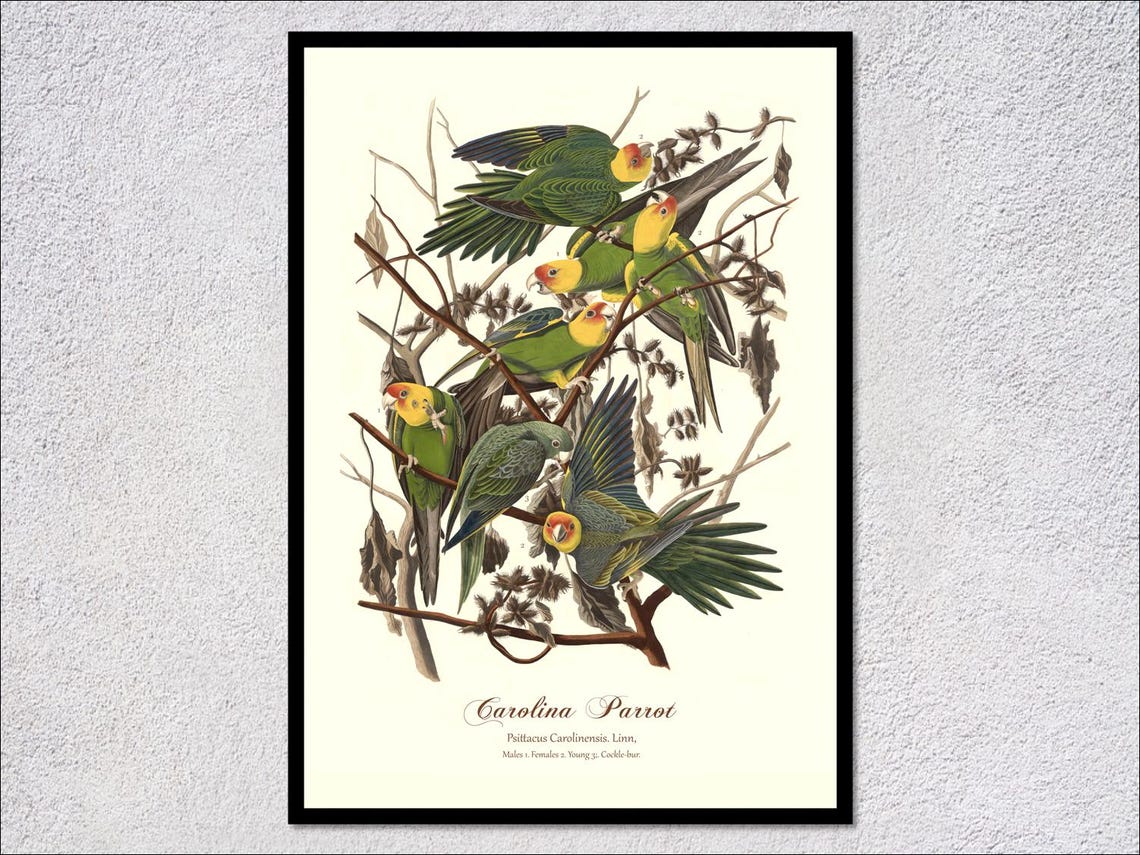 Carolina Parrot Audubon Vintage Bird Illustration Extinct Parakeet Art