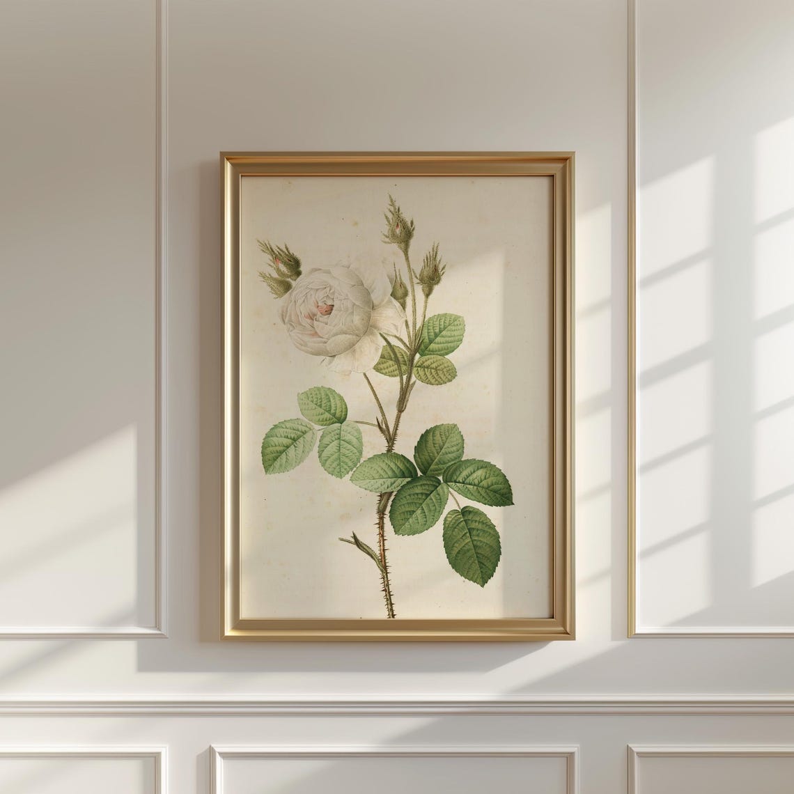 White Rose Stem Botanical Study Vintage Floral Line Art Poster - Image 5